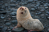 'A rare ''blondie'' fur seal, which is not an albino, but merely a seal that is missing some pigments (roughly 1 in 1000 is light-colored), Salisbury Plain, South Georgia Island, Antarctica'