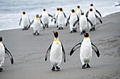 King penguins (Aptenodytes patagonicus) on beach, St. Andrews Bay, South Georgia Island, Antarctica