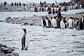 King penguin (Aptenodytes patagonicus) crosses stream, St. Andrews Bay, South Georgia Island, Antarctica