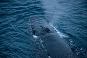 Spouting humpback whale (Megaptera novaeangliae), near Neko Harbour, Graham Land, Antarctica
