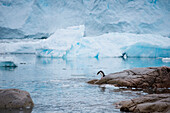 Ein Eselspinguin (Pygoscelis papua) an der Wasserkante, Neko Harbour, Grahamland, Antarktis