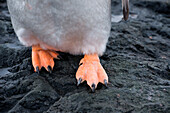 Füße von einem Eselspinguin (Pygoscelis papua), Aitcho Island, Südshetland-Inseln, Antarktis