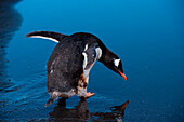 Gentoo penguin (Pygoscelis papua) admires its reflection in a shallow pool of freshwater, Aitcho Island, South Shetland Islands, Antarctica