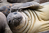 Southern elephant seal (Mirounga leonina) touches his head, Royal Bay, South Georgia Island, Antarctica