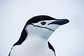 Gentoo penguin (Pygoscelis papua), Laurie Island, South Orkney Islands, Antarctica
