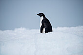 Adélie penguin (Pygoscelis adeliae) on ice, Weddell Sea, Antarctic Peninsula, Antarctica