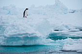 Ein Adélie-Pinguin (Pygoscelis adeliae) auf einem Eisberg, Weddell-Meer, Antarktische Halbinsel, Antarktis