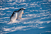 Chinstrap penguins (Pygoscelis antarctica) run across snow, Half Moon Island, South Shetland Islands, Antarctica