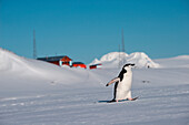 Chinstrap penguin (Pygoscelis antarctica) with Argentinian scientific station Camara behind, Half Moon Island, South Shetland Islands, Antarctica