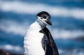Curious looking chinstrap penguin (Pygoscelis antarctica), Whalers Bay, Deception Island, South Shetland Islands, Antarctica