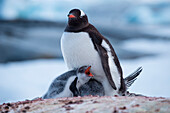 Gentoo penguin (Pygoscelis papua) with two chicks in nest, Port Lockroy, Wiencke Island, Antarctica