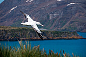 Wandering albatross (Diomedea exulans) in flight, Prion Island, near South Georgia Island, Antarctica