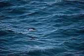 Chinstrap penguin (Pygoscelis antarctica) skims across sea, near Livingstone Island, South Orkney Islands, Antarctica