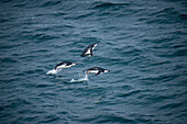 Drei Zügelpinguine (Pygoscelis antarctica) gleiten über das Meer, nahe Livingstone Island, Südliche Orkneyinseln, Antarktis