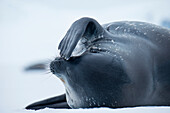 Weddellrobbe (Leptonychotes weddellii) auf Eisscholle, Half Moon Island, Südshetland-Inseln, Antarktis