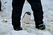 Gentoo penguin (Pygoscelis papua) seen through legs of man, Neko Harbour, Graham Land, Antarctica