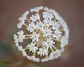 Sand verbena (Abronia fragrans), Canyon Country, Utah, United States of America, North America
