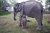 Two month old baby calf nuzzling mother elephant to suckle, Kaziranga National Park, Assam, India, Asia