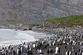 Colony of king penguins (Aptenodytes patagonicus), Gold Harbour, South Georgia, Antarctic, Polar Regions