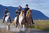 Horse riding near Selfoss, South Iceland, Iceland, Polar Regions