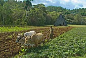 Farmer with oxen cultivating the land for tobacco crops, Vinales, Cuba, West Indies, Caribbean, Central America