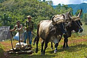 Ox cart with farmers, Vinales, Cuba, West Indies, Caribbean, Central America