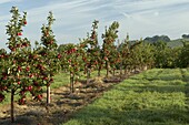 Apple orchard, Somerset, England, United Kingdom, Europe
