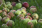 Cider apples ready for harvesting, Somerset, England, United Kingdom, Europe