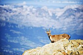 Ibex (Capra ibex), on lower slopes of Mont Blanc, Chamonix, French Alps, France, Europe