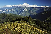 A hiker on Poon Hill looks towards Dhaulagiri Himal, Annapurna Conservation Area, Dhawalagiri (Dhaulagiri), Western Region, Nepal, Asia