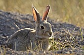 Desert Cottontail (Sylvilagus auduboni), Wind Cave National Park, South Dakota, United States of America, North America