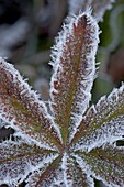 Frosty leaf, White River National Forest, Colorado, United States of America, North America