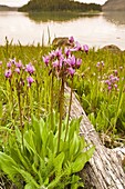 Dark-throated shooting star (Dodecatheon pulchellum) in Thomas Bay region of Southeast Alaska, United States of America, North America