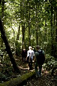 Trekking through the forest, Thekkady, Kerala, India, Asia