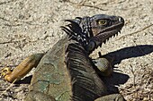 A large male Green Iguana, a lizard species endemic to Central and South America, Nosara, Nicoya Peninsula, Guanacaste Province, Costa Rica, Central America