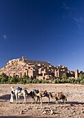 Camels and camel driver against the famous kasbah of Ait Benhaddou, used as a backdrop to many Hollywood movies, Ait Benhaddou, UNESCO World Heritage Site, Ouarzazate, Morocco, North Africa, Africa