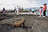 Tourists looking at marine iguanas (Amblyrhynchus cristatus), Isla Isabela, Galapagos Islands, UNESCO World Heritage Site, Ecuador, South America