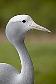 Blue crane (Stanley crane) (Paradise crane) (Anthropoides paradiseus) in captivity, Rio Grande Zoo, Albuquerque Biological Park, Albuquerque, New Mexico, United States of America, North America