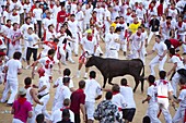 Vaquilla (little cow), Encierro in the Plaza de Toros, San Fermin Fiesta, Pamplona, Navarra, Spain, Europe