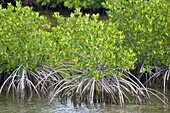 Mangrove forest in Buena Vista UNESCO Biosphere Reserve, Buena Vista Bay, Cayo Santa Maria, Cuba, West Indies, Caribbean, Central America