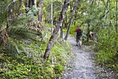 Man hiking in Warren National Park, Pemberton, Western Australia, Australia, Pacific