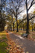 Green Park in autumn, London, England, United Kingdom, Europe