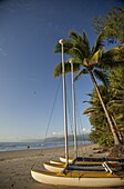 Four Mile Beach with coconut palm trees, Port Douglas, Queensland, Australia, Pacific