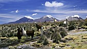 Llamas grazing in Sajama National Park with The Twins, the volcanoes of Parinacota and Pomerata in the background, Sajama, Bolivia, South America