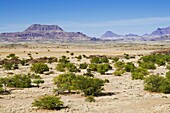 Damaraland, Kunene Region, Namibia, Africa