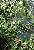 Garden designed by Robert Bobby Gopiao in Manila, Philippines, Southeast Asia, Asia