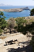 Two donkeys in the St. Paul Bay, Lindos, Rhodes, Dodecanese, Greek Islands, Greece, Europe