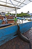 Local fish market, Puerto Ayora, Santa Cruz Island, Galapagos Island Archipelago, Ecuador, South America