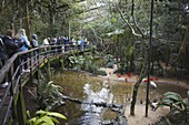 People inside walk-in enclosure at Parque das Aves (Bird Park), Iguacu, Parana, Brazil, South America
