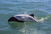 Adult Commerson's dolphin (Cephalorhynchus commersonii), Rio Deseado, Puerto Deseado, Santa Cruz, Patagonia, Argentina, South America